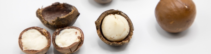 De macadamia is gezond door de vele goede voedingsstoffen. Bestel bij Bionoot en je bent gegarandeerd van verse en biologische macadamia noten.